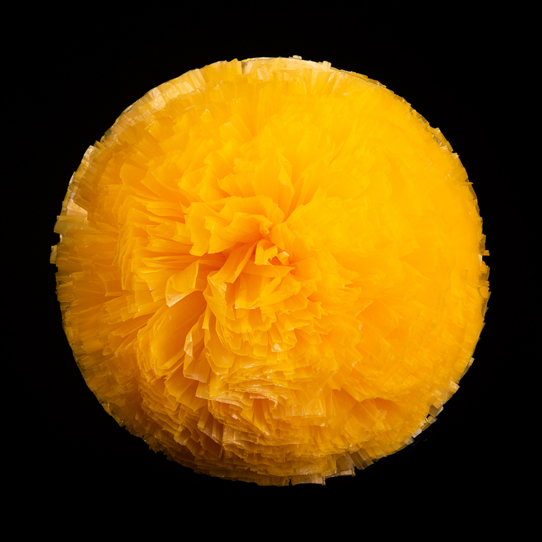 Amarillo mango (03)